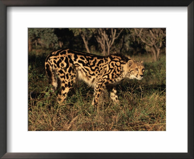 King Cheetah (Acinonyx Jubatus), De Wildt Game Park, South Africa by Tony Heald Pricing Limited Edition Print image