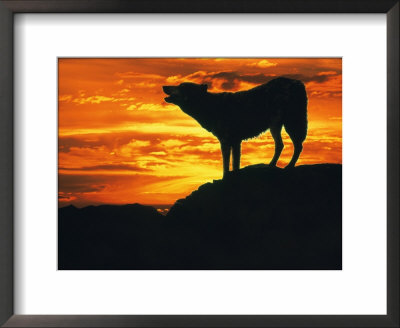 Grey Wolf, Howling At Sunset by Kim Taylor Pricing Limited Edition Print image