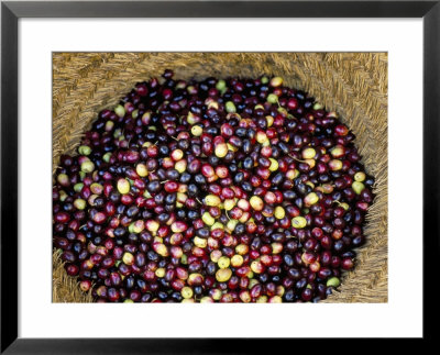 Olive Harvest, Meknes Region, Morocco, North Africa, Africa by Bruno Morandi Pricing Limited Edition Print image