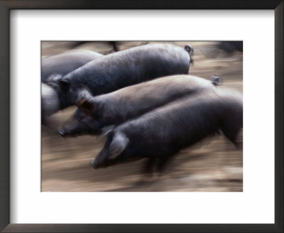 Black Iberico Pigs, Andalucia, Spain by Oliver Strewe Pricing Limited Edition Print image