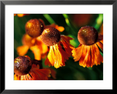 Helenium Moerheim Beauty, Close-Up Of Flower Heads In The Sunlight by Lynn Keddie Pricing Limited Edition Print image