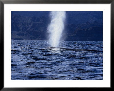 Blue Whale, Breathing, Sea Of Cortez by Gerard Soury Pricing Limited Edition Print image
