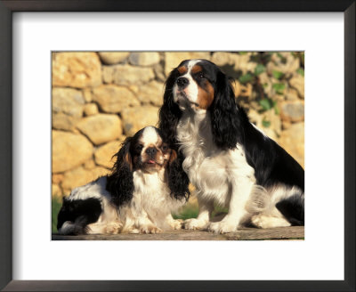 King Charles Cavalier Spaniel Adult With Puppy by Adriano Bacchella Pricing Limited Edition Print image