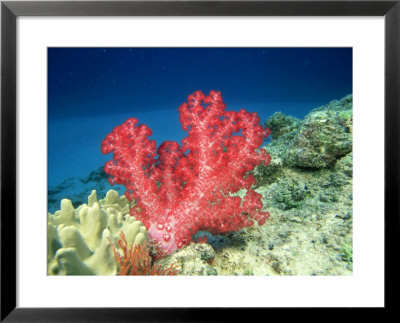 Reef Scene With Soft Coral, Fiji by David B. Fleetham Pricing Limited Edition Print image