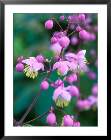 Thalictrum Delavayi by Mark Bolton Pricing Limited Edition Print image
