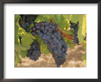 Cabernet Sauvignon Grapes, Malaga, Aquitaine, France by Michael Busselle Pricing Limited Edition Print image
