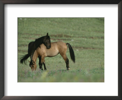 Two Wild Horses Bonding In A Field by Chris Johns Pricing Limited Edition Print image