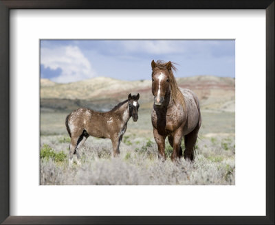 Wild Horses, Red Roan Stallion With Foal In Sagebrush-Steppe Landscape, Adobe Town, Wyoming, Usa by Carol Walker Pricing Limited Edition Print image