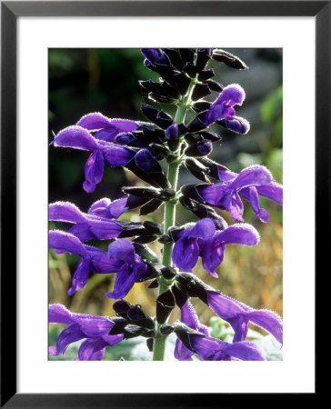 Anise Sage by Mark Bolton Pricing Limited Edition Print image