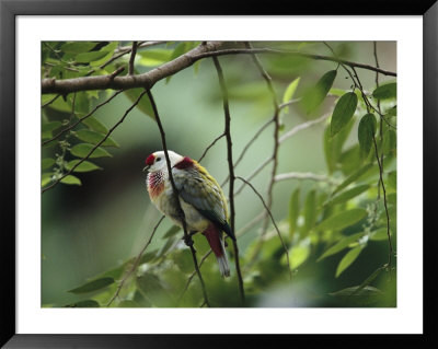 Many-Colored Fruit Dove Sitting On A Slender Tree Branch by Tim Laman Pricing Limited Edition Print image