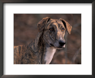 Magyar Agar / Hungarian Greyhound by Adriano Bacchella Pricing Limited Edition Print image
