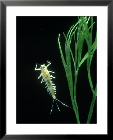 Mayfly, Nymph Streams, Uk by Peter Gathercole Pricing Limited Edition Print image