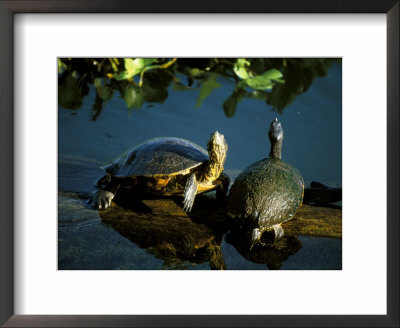 Mesoamerican Slider Turtles, River Chagres, Soberania Forest National Park, Panama by Sergio Pitamitz Pricing Limited Edition Print image