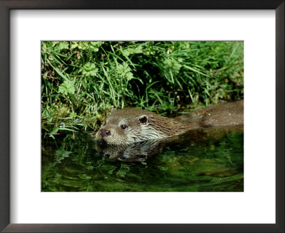 European Otter, May, Uk by David Tipling Pricing Limited Edition Print image