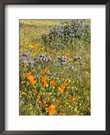 Antelope Valley Poppy Reserve, California, Usa by Ethel Davies Pricing Limited Edition Print image