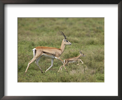 Grant's Gazelle (Gazella Granti) Mother And Baby, Serengeti National Park, Tanzania by James Hager Pricing Limited Edition Print image