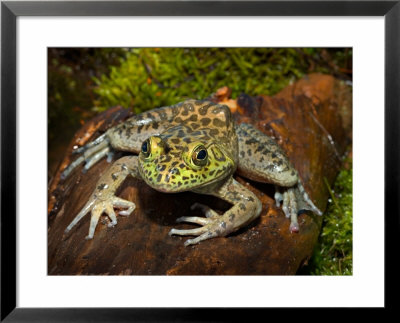 Bullfrog On Log by Maresa Pryor Pricing Limited Edition Print image