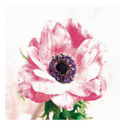 Poppy I by Sophia Davidson Pricing Limited Edition Print image
