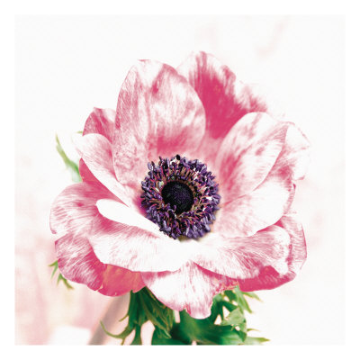 Poppy I by Sophia Davidson Pricing Limited Edition Print image