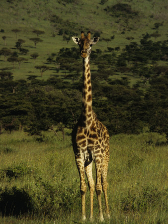 Masai Mara Giraffe Against The Beautiful Rolling Hills Of Masai Mara National Park by Daniel Dietrich Pricing Limited Edition Print image