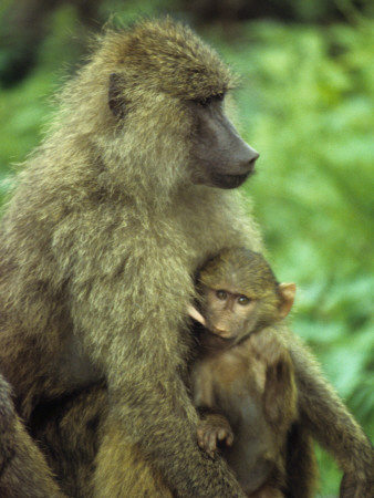 Suckling Baby Baboon Pulls Hard On His Nursing Mother's Nipple by Daniel Dietrich Pricing Limited Edition Print image