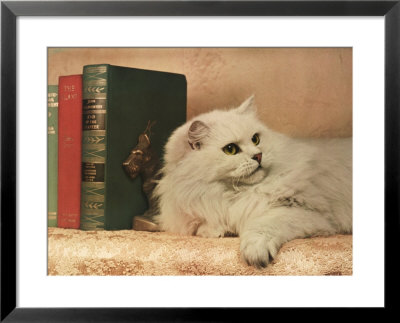 A Cat Rests Near A Stack Of Books by Willard Culver Pricing Limited Edition Print image