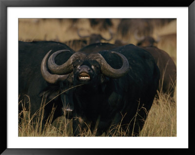 Cape Buffalo by Michael Nichols Pricing Limited Edition Print image