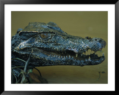 Close View Of A Caiman And Its Gaping Jaws by Joel Sartore Pricing Limited Edition Print image