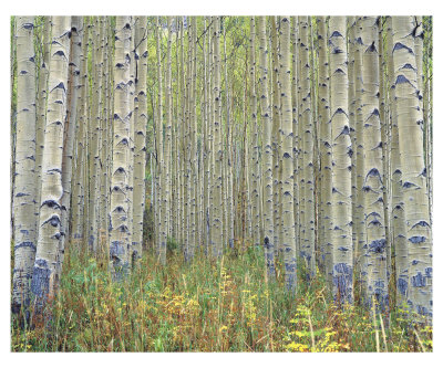Maroon Creek Aspens by Larry Hatlett Pricing Limited Edition Print image