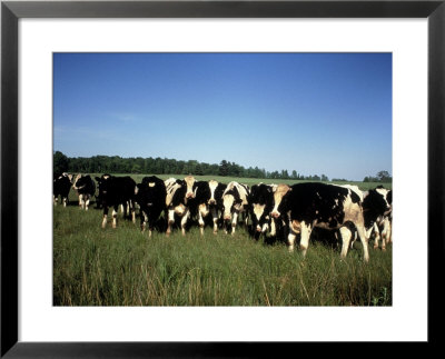 Jersey Cows In Open Field, Wi by Mark Gibson Pricing Limited Edition Print image