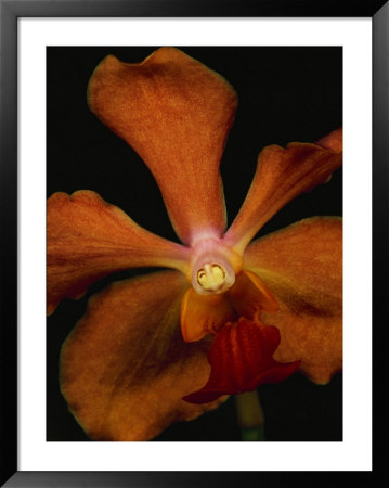 Close View Of An Orange Orchid Blossom by Michael Nichols Pricing Limited Edition Print image