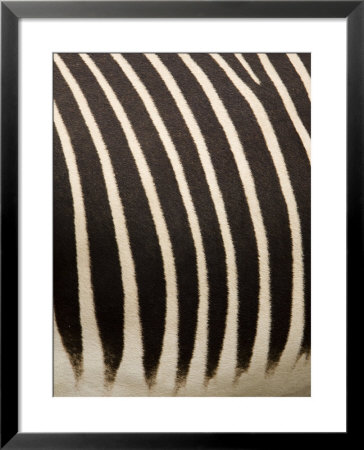 Closeup Of A Grevys Zebra's Coat by Tim Laman Pricing Limited Edition Print image