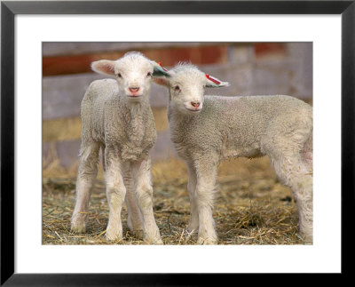 Pair Of Commercial Targhee Lambs by Chuck Haney Pricing Limited Edition Print image