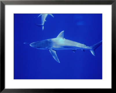 Galapagos Shark (Carcharhinus Galapagensis), Midway Island, Usa by Casey Mahaney Pricing Limited Edition Print image