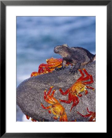 Marine Iguana & Sally Lightfoot Crabs, Mosquera Island, Galapagos by Mark Jones Pricing Limited Edition Print image