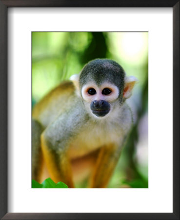 Squirrel Monkey At An Animal Rescue Centre by Paul Kennedy Pricing Limited Edition Print image
