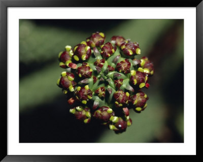 Detail Of The Medusa's Head, An Arid Succulent, Tiny White Flowers, Australia by Jason Edwards Pricing Limited Edition Print image