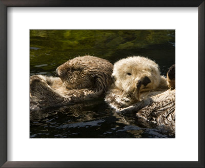 Two Captive Sea Otters Floating Back To Back by Tim Laman Pricing Limited Edition Print image