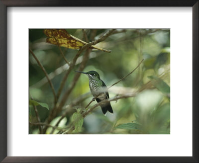 Hummingbird Perched On The Branch Of A Tree by Todd Gipstein Pricing Limited Edition Print image