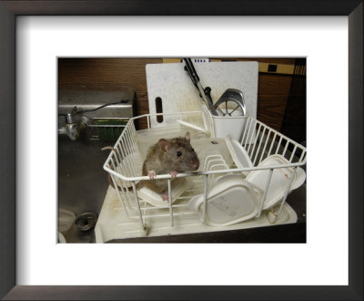 Domestic Rat At The George M. Sutton Avian Research Center Explores, Bartlesville, Oklahoma by Joel Sartore Pricing Limited Edition Print image