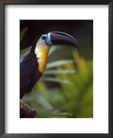 Colorful Channel-Billed Toucan In Profile by Jason Edwards Pricing Limited Edition Print image