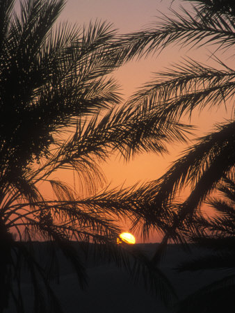 Setting Sun At An Oasis In The Sahara Desert, Silouhetted Palms by Stephen Sharnoff Pricing Limited Edition Print image