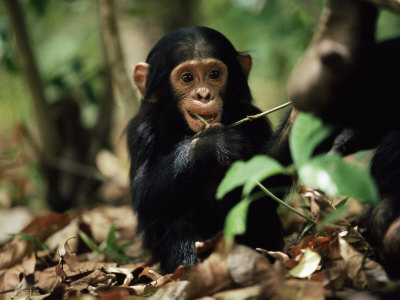 Young Eastern Common Chimpanzee, Mahale National Park, Tanzania by Anup Shah Pricing Limited Edition Print image