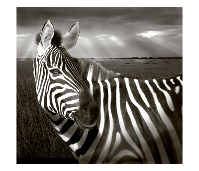 Black & White Of Zebra And Plain, Kenya by Joanne Williams Pricing Limited Edition Print image