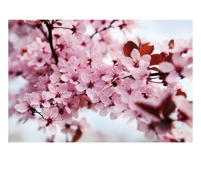 Japanese Cherry Blossom by Kai Schwabe Pricing Limited Edition Print image