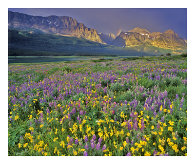 Meadow Of Wildflowers In The Many Glacier Valley Of Glacier National Park, Montana, Usa by Chuck Haney Pricing Limited Edition Print image