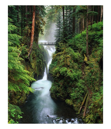 Sol Duc Falls Cascading Through Rainforest by Mark Karrass Pricing Limited Edition Print image