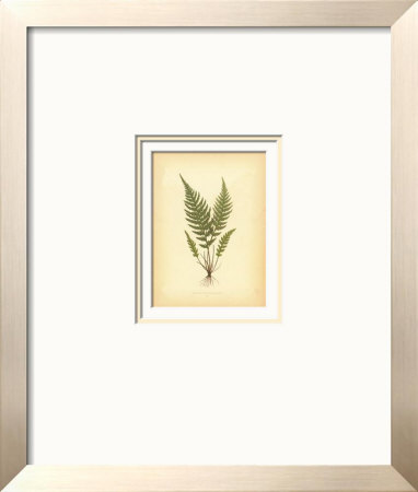 Ferns by Edward Lowe Pricing Limited Edition Print image