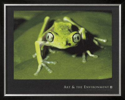 Maki Frog by Konrad Wothe Pricing Limited Edition Print image