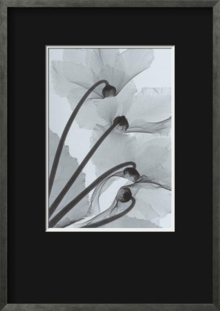 Cyclamen Study Iv by Steven N. Meyers Pricing Limited Edition Print image